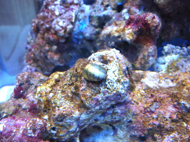 石灰藻を食べる海洋性カノコガイ