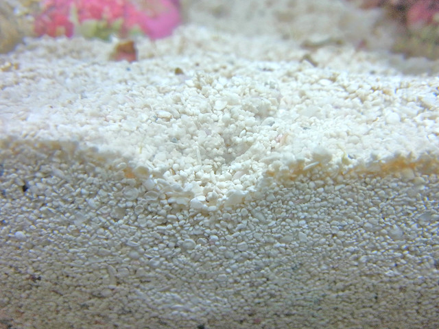 砂に潜るアツムシロガイ
