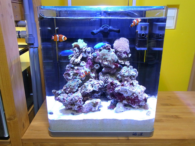 シルバー/レッド グラッシーレディオ ボルクスジャパン REEF + 新品