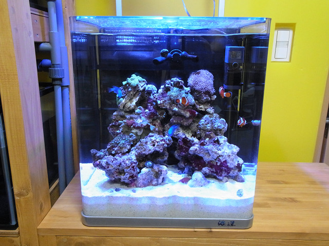 GrassyLeDio RX072 reef 2個 - 魚用品/水草