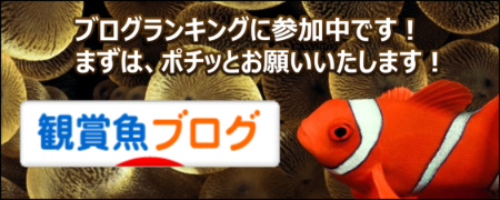 にほんブログ村 観賞魚ブログ 海水魚へ