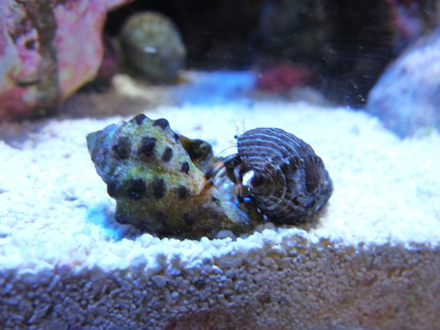 引っ越し用の貝殻を探すマダラヨコバサミ