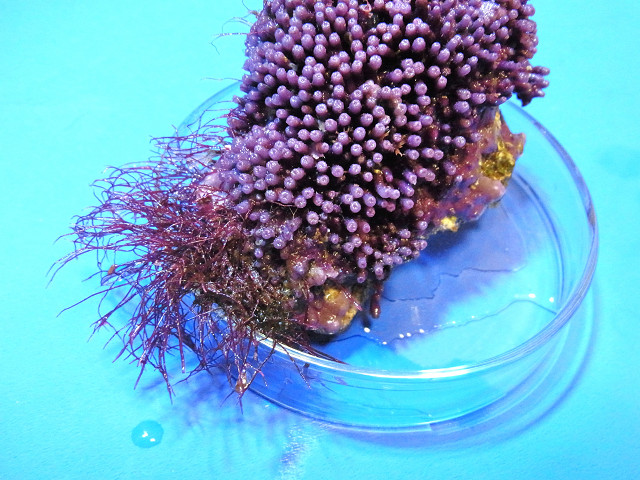 スターポリプの土台のライブロックに生い茂った海藻