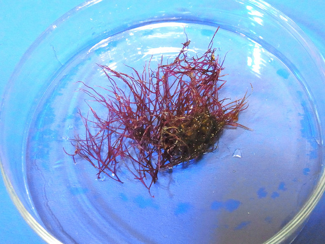 スターポリプの土台のライブロックに生い茂った海藻